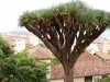 Drachenbaum I
