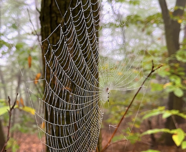 Spidernet Spidernet
