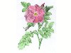 Rose 2 [cosch, Buntstifte]